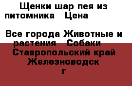 Щенки шар-пея из питомника › Цена ­ 15 000 - Все города Животные и растения » Собаки   . Ставропольский край,Железноводск г.